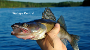 Any Secret Tips for Cracking the Elusive Walleye Code