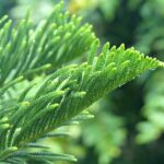 Norfolk Island Pine A Monocot or Dicot? Find Out Now