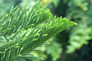 Norfolk Island Pine A Monocot or Dicot? Find Out Now